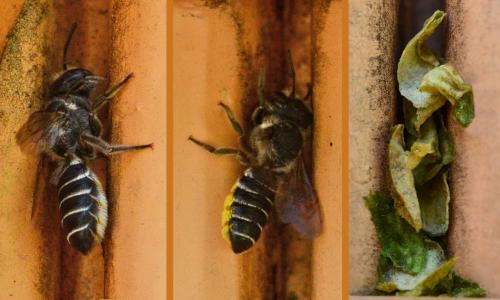 Réf. 190 125 : Megachile sp.